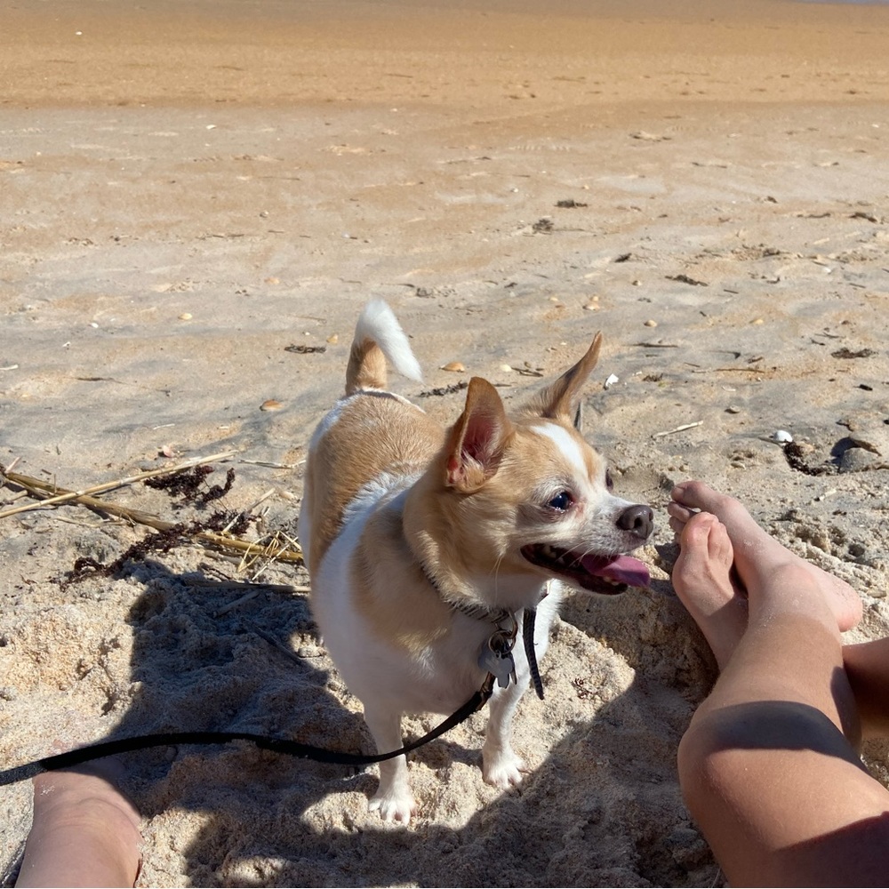 Meet your Posher, Lilly